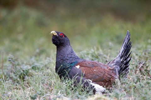 Western Capercaillie (Tetrao urogallus) male, Nizhegorodskaya, Russia