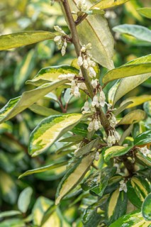 Oleaster willow (Elaeagnus × ebbingei 'Limelight'), Höhere Bundeslehr- und Forschun, Austria
