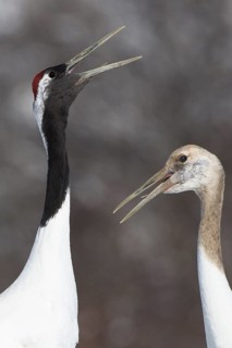 Red-crowned Crane (Grus japonensis) calling, with young, Hokkaido, Japan