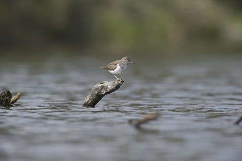 Common Sandpiper (Actitis hypoleucos), Saxony, Germany