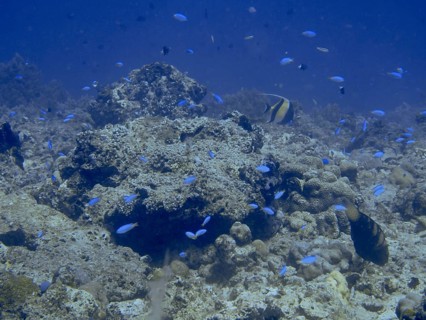 Reef wrasses, neon damselfish (Pomacentrus coelestis), swimming in a rocky coral habitat, Close