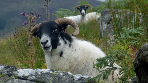Europe, Scotland, Great Britain, England, landscape, Highland sheep