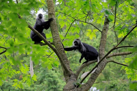 White-bearded snub-nosed monkey (Colobus polykomos), adult, two, sitting, on tree, foraging,