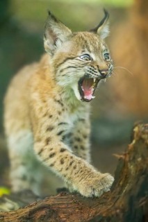 Eurasian lynx (Lynx lynx) youngster (cub) sharpens its claws on an old rotten tree trunk in a