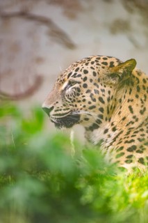 Leopard (Panthera pardus) lying in the bushes, captive, distribution africa