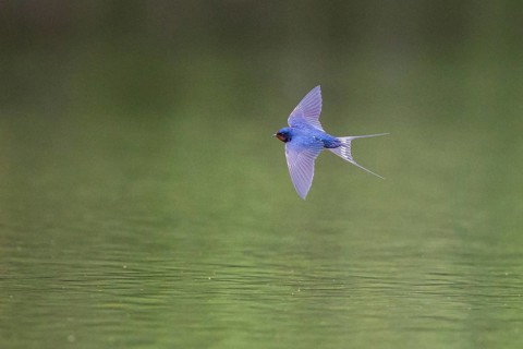 Barn Swallow (Hirundo rustica) flying over waterhole, Hesse, Germany