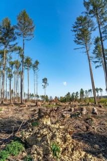 Forest dieback in Arnsberg Forest, northern Sauerland, few intact trees, dead spruce trees, partly