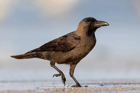 Shining Crow, Indian House Crow, House Crow, (Corvus splendens), Corbeau familier, Corneja India,