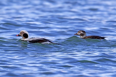 Long-tailed duck (Clangula hyemalis, Anas hyemalis) male in non-beeding plumage and adult female