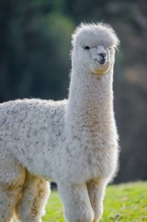 One young white Alpaca (Vicugna pacos) stands on a green meadow . A forest is in the distant