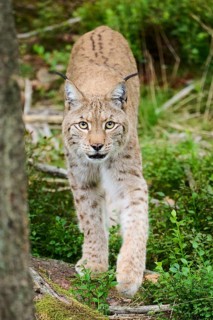 Eurasian lynx (Lynx lynx), walking in a forest, Bavaria, Germany
