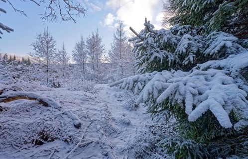 Snow covers trees and the forest floor in the winter landscape near Szklarska Poreba, Mirsk