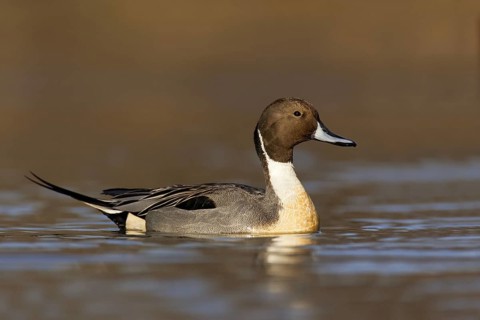 Northern Pintail (Anas acuta) male, British Columbia, Canada
