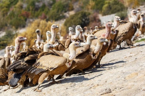 Griffon Vulture (Gyps fulvus) group, Spain