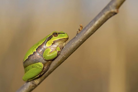 European tree frog, (Hyla arborea), frog, frog family, Lake Neusiedl, Illmitz, Burgenland, Austria