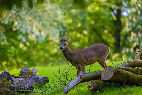One male Roe Deer, Roe buck (Capreolus capreolus), stands on a meadow behind a cut tree