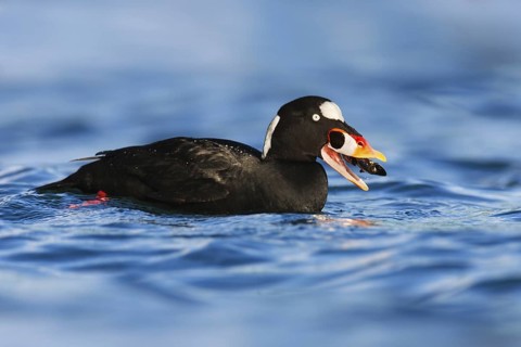 Surf Scoter (Melanitta perspicillata) male, British Columbia, Canada