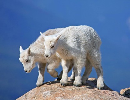 Two young snow goats climbing a rocky plateau, Wyoming, USA, United States