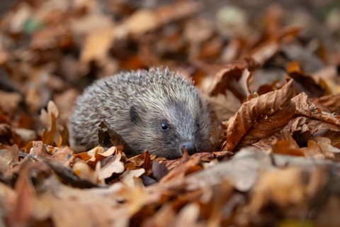 European hedgehog (Erinaceus europaeus) adult animal walking over fallen autumn leaves, Suffolk,