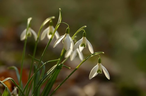 Amaryllidaceae, Galanthus nivalis, small snowdrop, daffodil family, snowdrops, flora, early