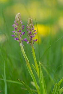 Fragrant Orchid (Gymnadenia conopsea), flowering, High Tauern National Park, Austria