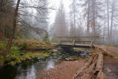 Bridge at the Oderteich, Nebel, Harz National Park, Lower Saxony, Germany
