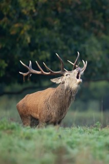 Red deer (Cervus elaphus) adult male stag animal roaring in the rutting season in autumn, England,