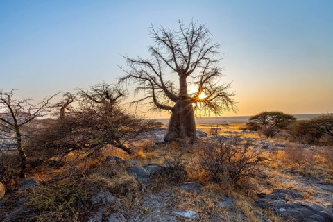 African baobab (Adansonia digitata), several trees at sunrise, sun star, Kubu Island (Lekubu), Sowa