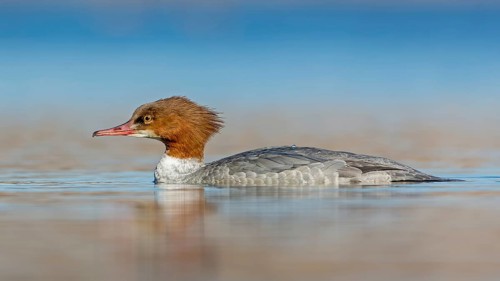 Common Merganser (Mergus merganser) female, Saxony-Anhalt, Germany