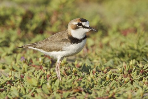 Collared Plover (Charadrius collaris), Ecuador