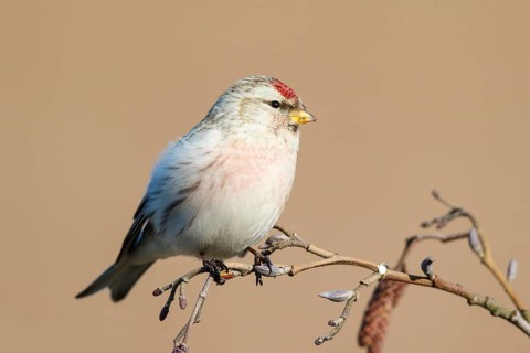 Arctic Redpoll (Acanthis hornemanni) perched on a branch, Netherlands