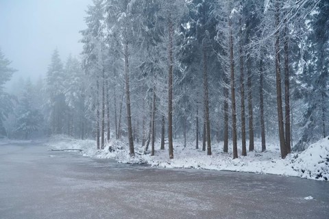 Snow-covered forest reserve Ballmoos, high moor in the mist, Lieliwald, Lindenberg, Horben, Canton