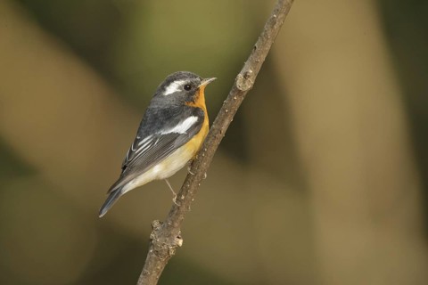 Mugimaki Flycatcher (Ficedula mugimaki) male, Khao Yai, Thailand