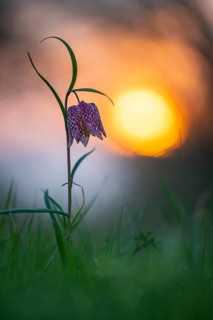 Snake's Head Fritillary (Fritillaria meleagris) at sunrise in a wet meadow in spring, Berne, Lower