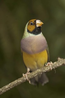 Gouldian Finch (Erythrura gouldiae) female