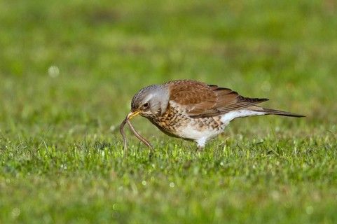 Fieldfare (Turdus pilaris) looking for earthworms in a meadow, Mecklenburg-Western Pomerania,