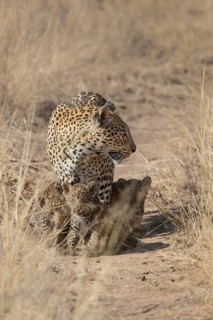 Leopard (Panthera pardus) female with cubs walking along a trail, Sabi Sands, South Africa