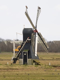 Common buzzard (Buteo buteo), two birds perched on the vanes of a traditional windmill, set in the