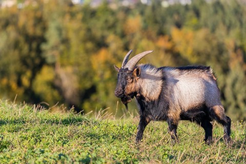 A male peacock goat (Capra aegagrus f. hircus) walks on a meadow. A forest is in the distant