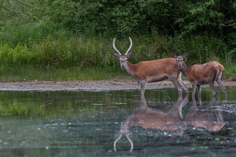 A red deer (Cervus elaphus) and a red deer, in this case a narrow-headed deer, enjoy the cooling