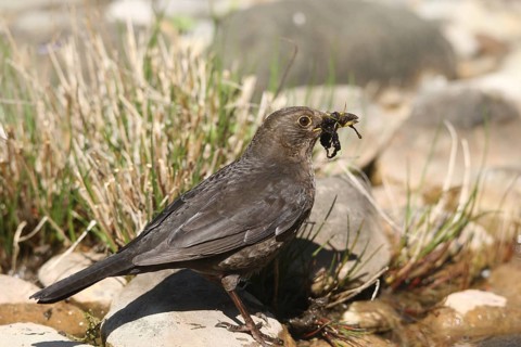 Blackbird (Turdus merula) female collects material for nest building at the garden pond, Allgäu,