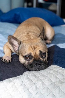 A French Bulldog lies comfortably on a cozy, quilted bed. The dog relaxed posture exudes