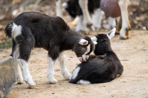 Domestic goat (Capra hircus) youngster on a farm outdoors, Bavaria, Germany