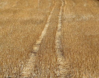 Golden Wheat Field Tracks After Summer Harvest. Limagne plain. Puy de Dome. Auvergne Rhone Alpes.