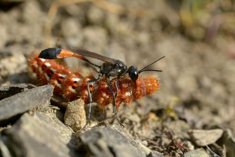 Acronicta rumicis, ammophila sabulosa, ampferous owl, ampferowl, common sand wasp, digging wasp,