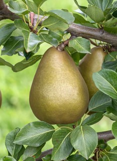 Pear (Pyrus communis 'Delwini'), Bundessorteamt, Germany