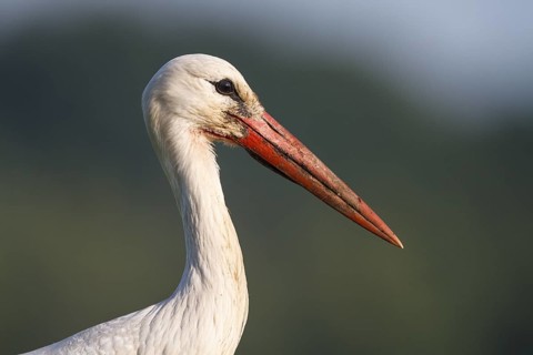 White Stork (Ciconia ciconia), North Rhine-Westphalia, Germany