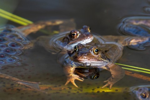 European common brown frogs (Rana temporaria) floating in pond among frogspawn during the mating