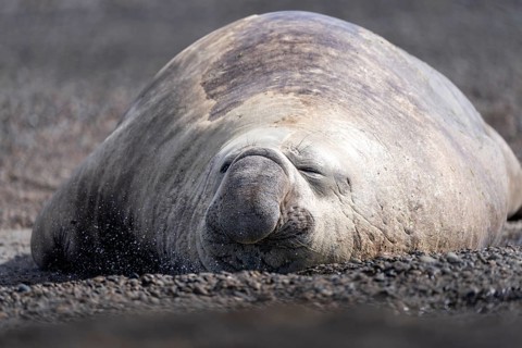 Southern elephant seal (Mirounga leonina), male, lying with eyes closed on a pebble beach, Valdés
