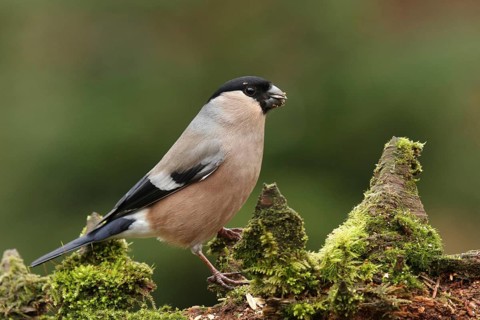 Eurasian Bullfinch (Pyrrhula pyrrhula) female, Lower Saxony, Germany